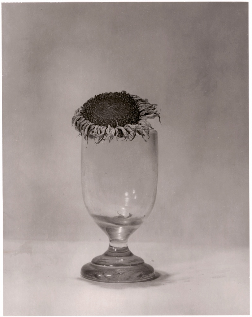 Sunflower, 2010, photographed with Kodak Tri-X 13 x 18 from 1968, silver gelatin print 2021 on expired Agfa baryta paper