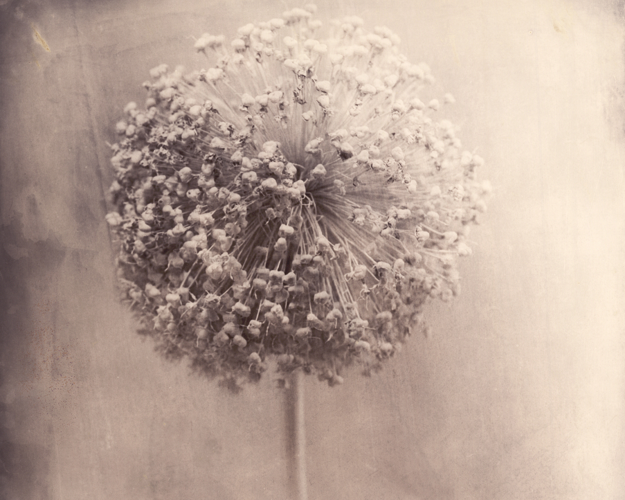 BLUMEN