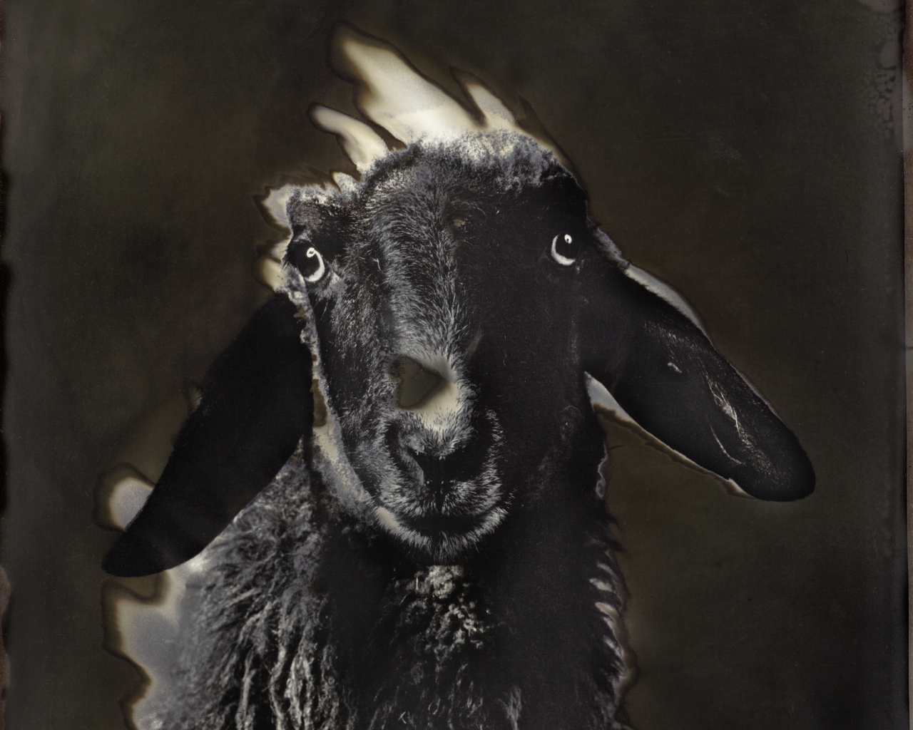 TIERE
